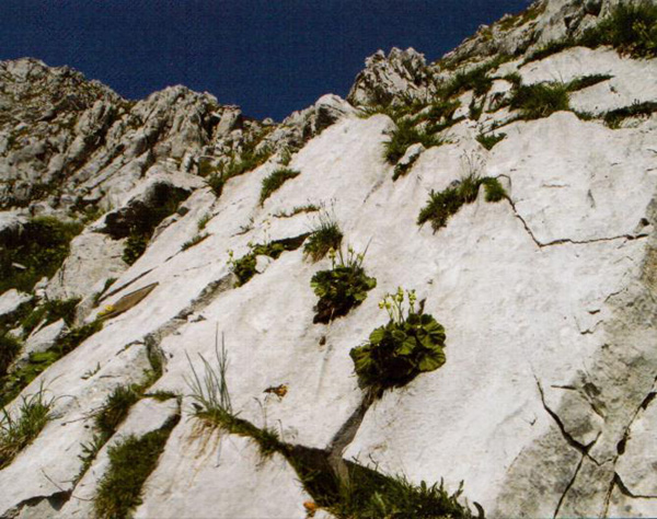 Ледники в Черногории