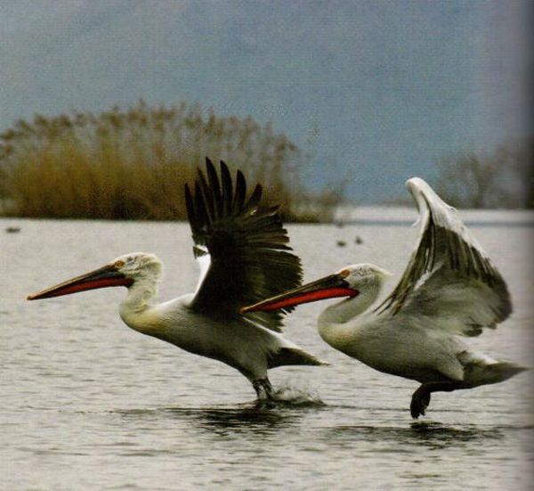 Птицы на озерах Черногории