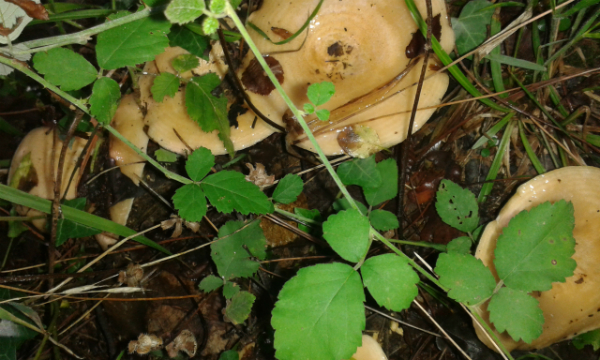 грибы в Черногории