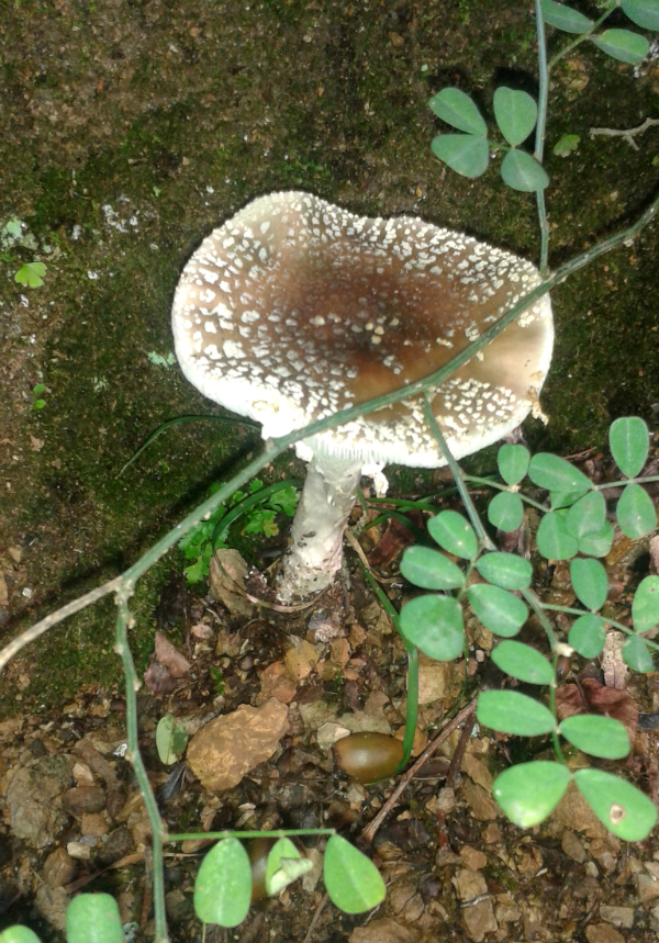 грибы в Черногории