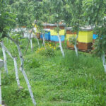 Пчеловодство в Черногории